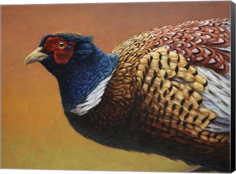Framed Pheasant Print
