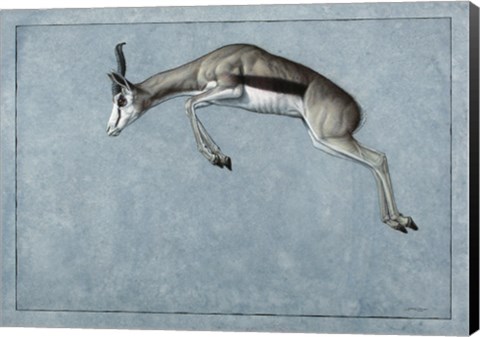 Framed Springbok Print