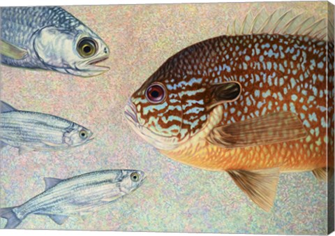 Framed Mooneyes - Sunfish Print