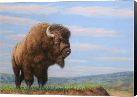 Framed American Bison Print