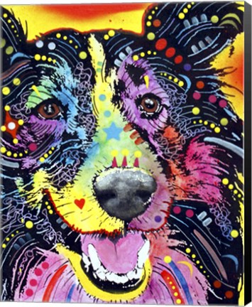 Framed Sheltie Print