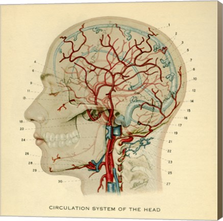 Framed Brain Head Print