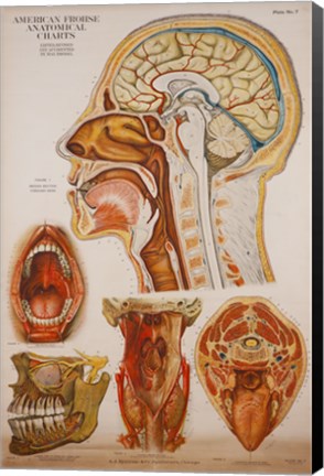 Framed American Frohse Anatomical Wallcharts, Plate 7 Print