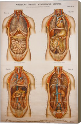 Framed American Frohse Anatomical Wallcharts, Plate 2 Print