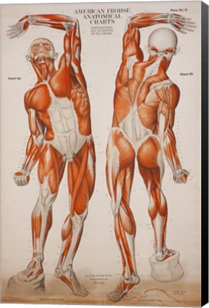 Framed American Frohse Anatomical Wallcharts, Plate 2 Print