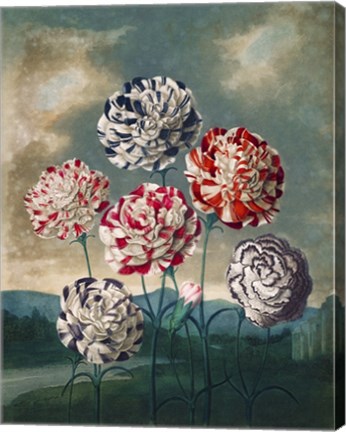 Framed Group of Carnations Print