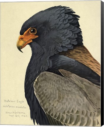 Framed Abyssinian Bateleur Eagle Print