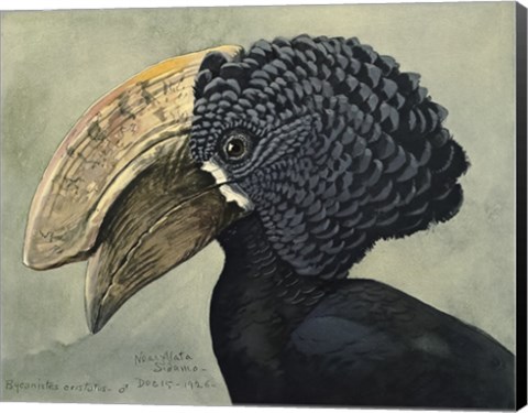 Framed Abyssinian Crested Hornbill Print