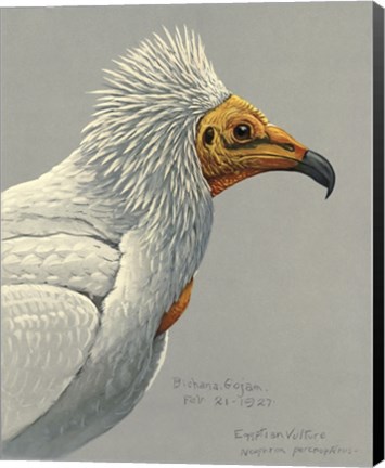 Framed Abyssinian Egyptian Vulture Print