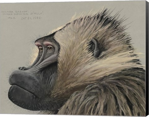 Framed Abyssinian Gelda Baboon Print