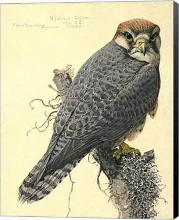 Framed Abyssinian Lanner Print