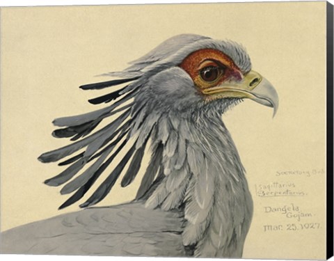 Framed Abyssinian Secretary Bird Print