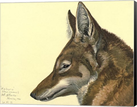 Framed Abyssinian Wolf Print