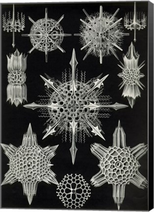 Framed Acanthophracta Print