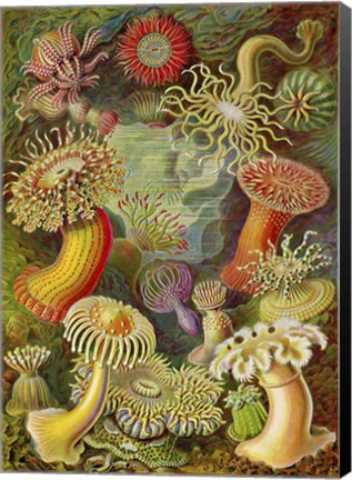 Framed Actiniae - Scheiben-Strahlinge - Heliodiscus Print