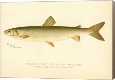 Framed Adirondack Frost Fish Print