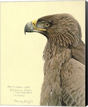 Framed African Tawny Eagle Print