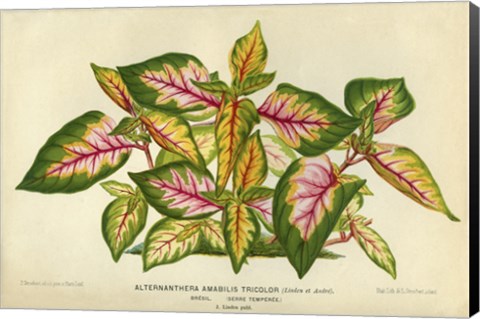 Framed Alternanthera Amabilis Tricolor Print