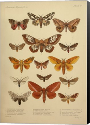Framed American Lepidoptera, Plate 3 Print