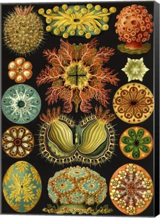 Framed Ascidiae Print