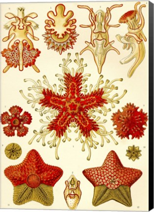 Framed Asteridea Print