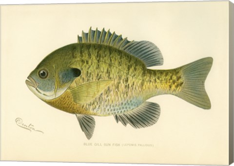 Framed Blue Gill Sun Fish Print