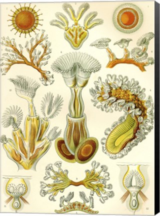 Framed Bryozoa - Scheiben-Strahlinge - Heliodiscus Print