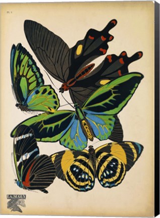 Framed Butterflies Plate 1 Print