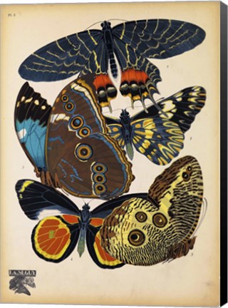 Framed Butterflies Plate 10 Print