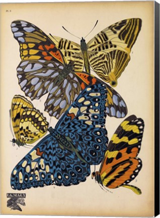 Framed Butterflies Plate 11 Print