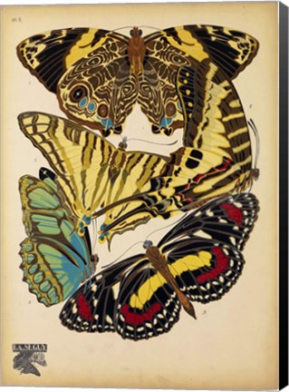 Framed Butterflies Plate 13 Print