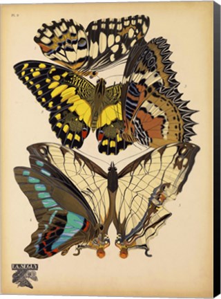 Framed Butterflies Plate 14 Print
