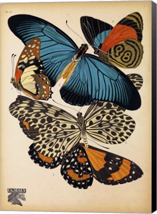 Framed Butterflies Plate 2 Print