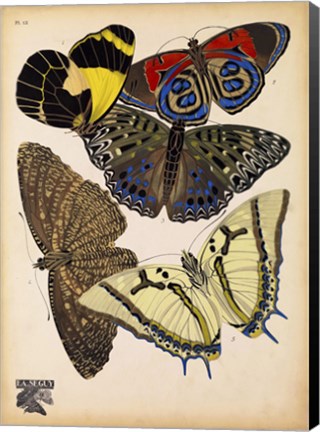 Framed Butterflies Plate 3 Print