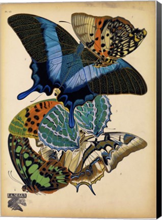 Framed Butterflies Plate 4 Print