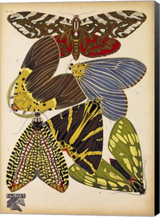 Framed Butterflies Plate 5 Print