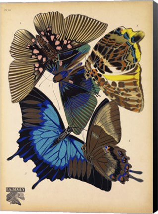 Framed Butterflies Plate 9 Print