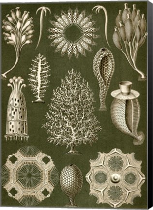 Framed Calcispongiae Print