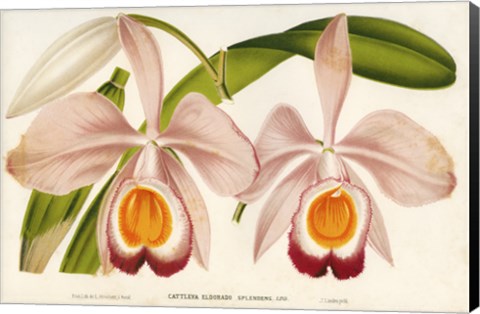 Framed Cattleya Eldorado Splendens Print