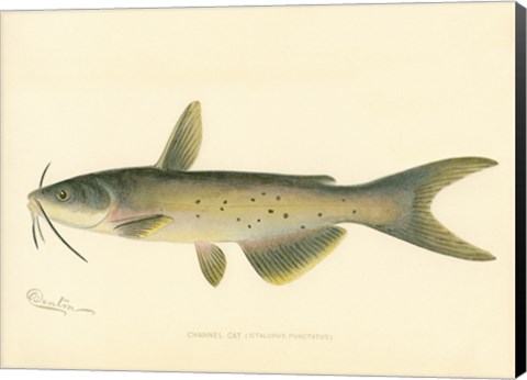 Framed Channel Cat Print