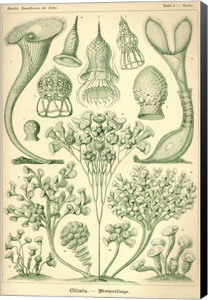 Framed Ciliata - Scheiben-Strahlinge - Heliodiscus Print