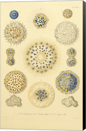 Framed Collosphaera Radiolaria Print