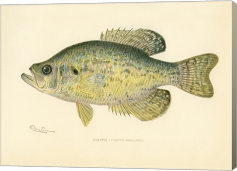 Framed Crappie Print