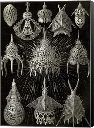 Framed Cyrtoidea - Scheiben-Strahlinge - Heliodiscus Print