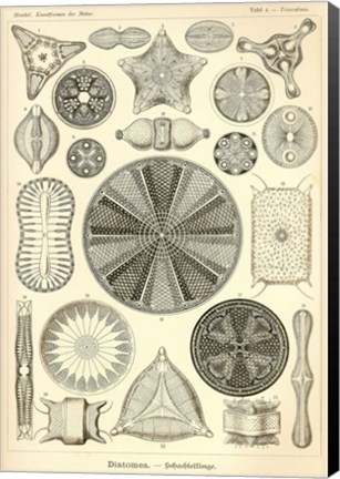 Framed Diatomea - Scheiben-Strahlinge - Heliodiscus Print