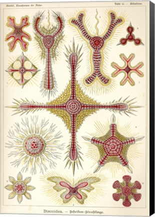 Framed Discoidea - Scheiben-Strahlinge - Heliodiscus Print