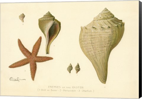 Framed Enemies of the Oyster Print