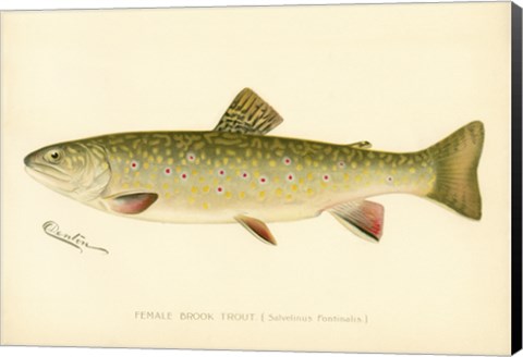 Framed Female Brook Trout Print