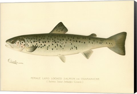 Framed Female Land Locked Salmon Print