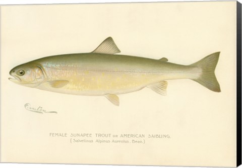 Framed Female Sunapee Trout Print